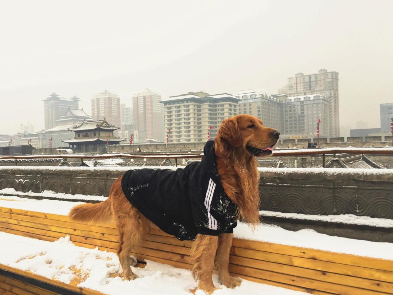 Хостел Jano'S Backpackers Xi'An Сиань Экстерьер фото